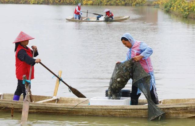开江大闸蟹开捕上市啦！2024年开江大闸蟹金秋消费季活动即将启幕(图2)