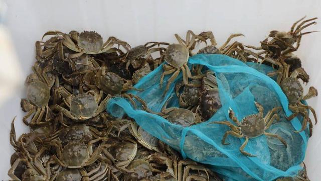 开江大闸蟹开捕上市啦！2024年开江大闸蟹金秋消费季活动即将启幕(图3)