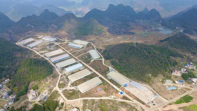 工行安龙支行:“生猪养殖e贷”为一企业解忧(图1)