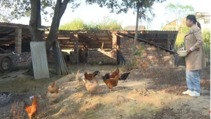 庭院经济验收忙杏彩体育平台(图1)