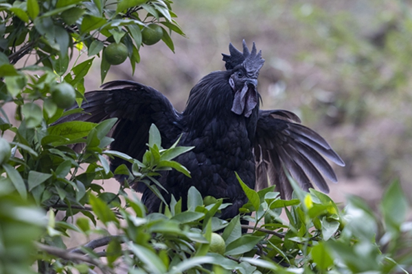 巴南姜家镇：11月9日举办美食节展特色产业发展新动态(图1)
