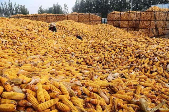 2024年9月29日行情报价汇总(肉毛鸡、(图1)