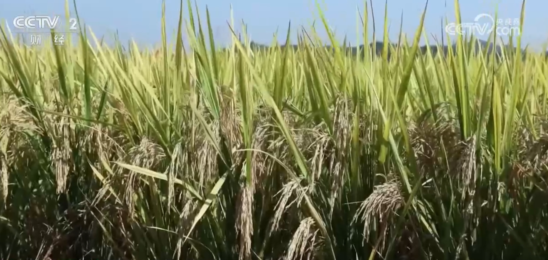 粮满仓、果飘香、生态种养收获忙田野好“丰”景展现蓬勃气象(图8)