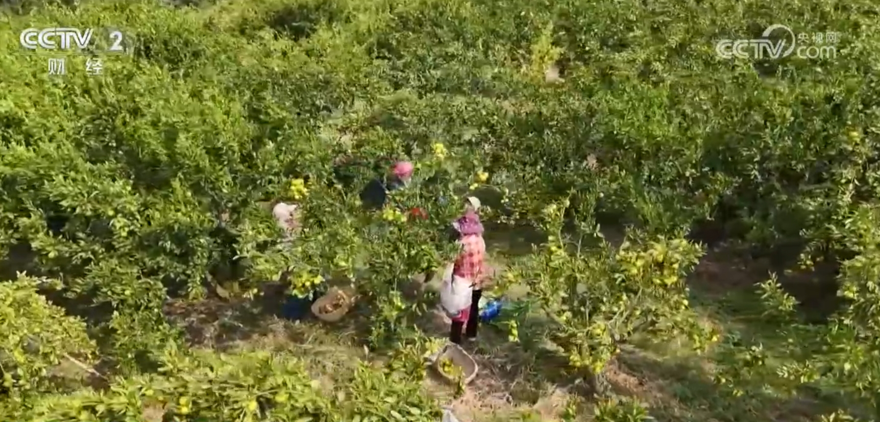 粮满仓、果飘香、生态种养收获忙田野好“丰”景展现蓬勃气象(图2)
