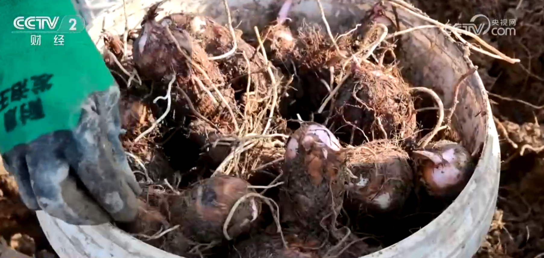 粮满仓、果飘香、生态种养收获忙田野好“丰”景展现蓬勃气象(图5)