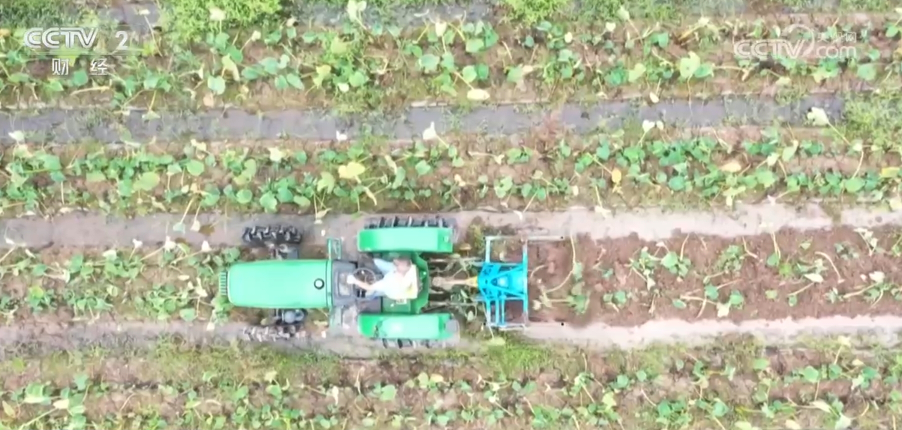 粮满仓、果飘香、生态种养收获忙田野好“丰”景展现蓬勃气象(图6)