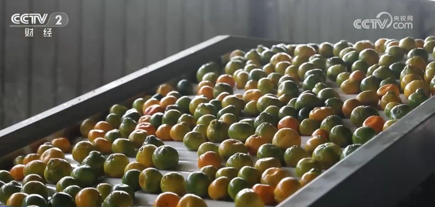 粮满仓、果飘香、生态种养收获忙田野好“丰”景展现蓬勃气象(图3)