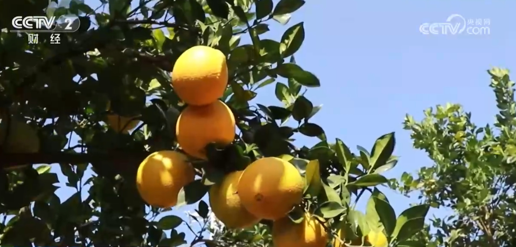 粮满仓、果飘香、生态种养收获忙田野好“丰”景展现蓬勃气象(图4)