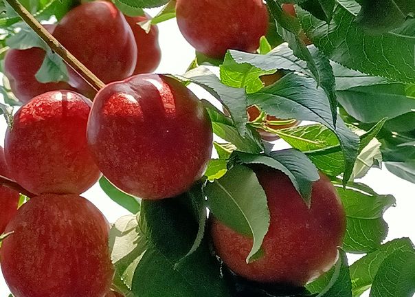 发现文盛庄园开启绿色之旅(图1)