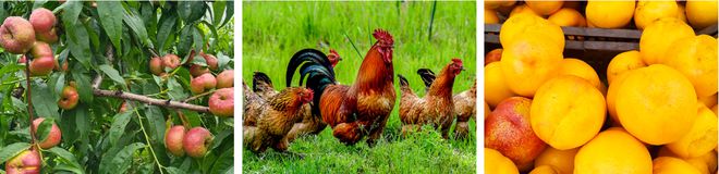 发现文盛庄园开启绿色之旅(图2)