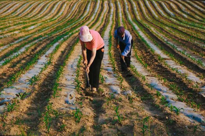 2024年挣钱将会更难！农民手里的4样东西会大幅度升值别害怕杏彩体育(图4)