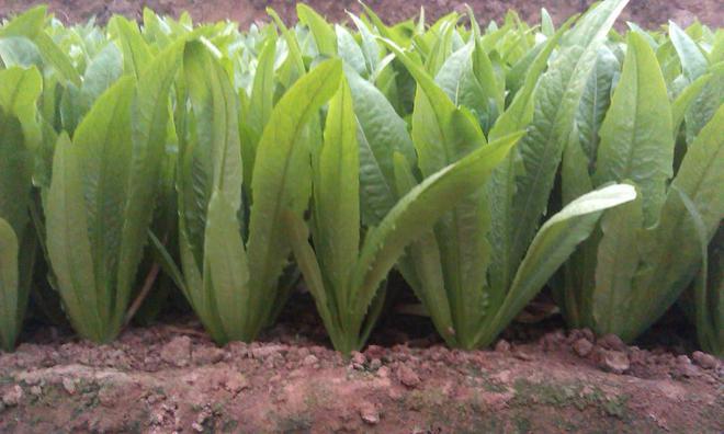 油麦菜生长期多少天(图1)