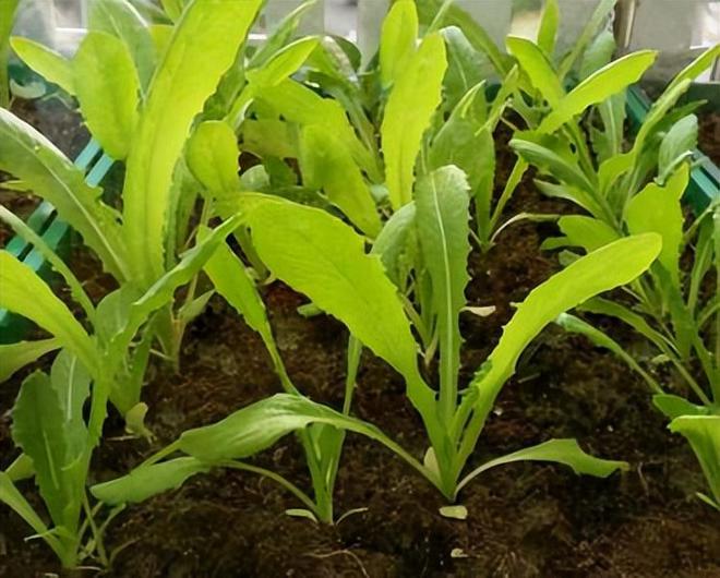 油麦菜生长期多少天(图3)