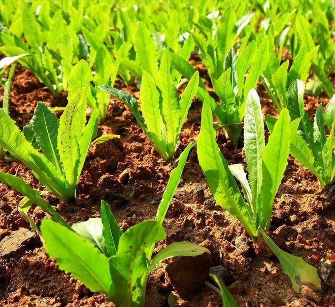 油麦菜生长期多少天(图2)