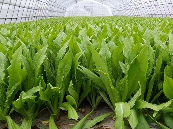 油麦菜生长期多少天(图5)