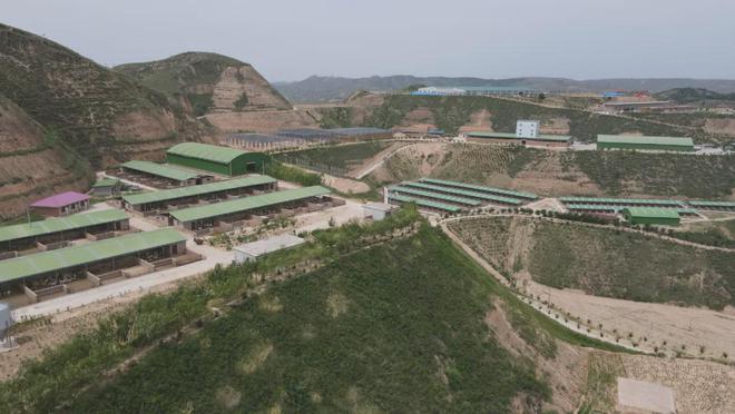 聚焦新质生产力2024看榆林“新”发展子洲养好一只羊的“质”与“智”(图1)