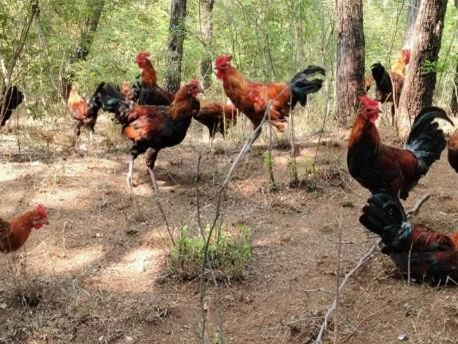 河北阜平：“养殖+文旅”融合发展绘就乡村振兴新图景(图1)