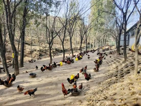 河北阜平：“养殖+文旅”融合发展绘就乡村振兴新图景(图2)