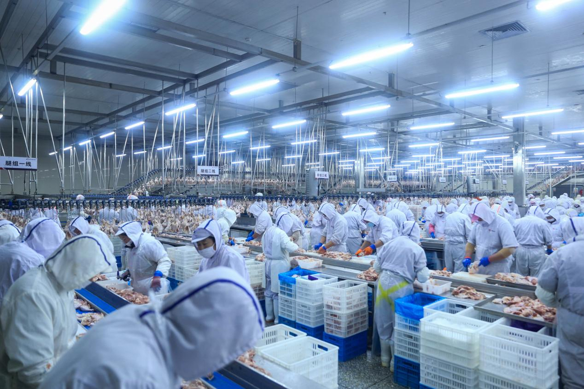 辽宁沈阳:百亿元产值里的无限生“鸡”(图1)