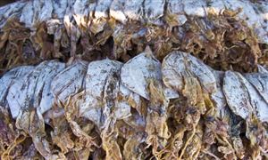 2024年中国淡水养殖行业发展现状及发展趋势(图4)