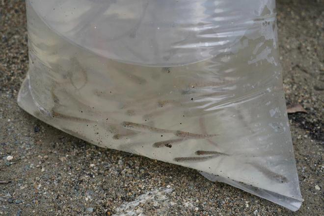 新疆阿勒泰地区开展2024年生态保护渔业资源增殖放流活动(图2)