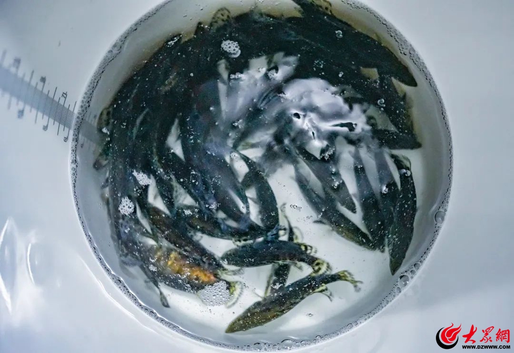 青岛西海岸新区大村镇：鱼苗投放正当时不遗“鱼”力赴振兴(图1)