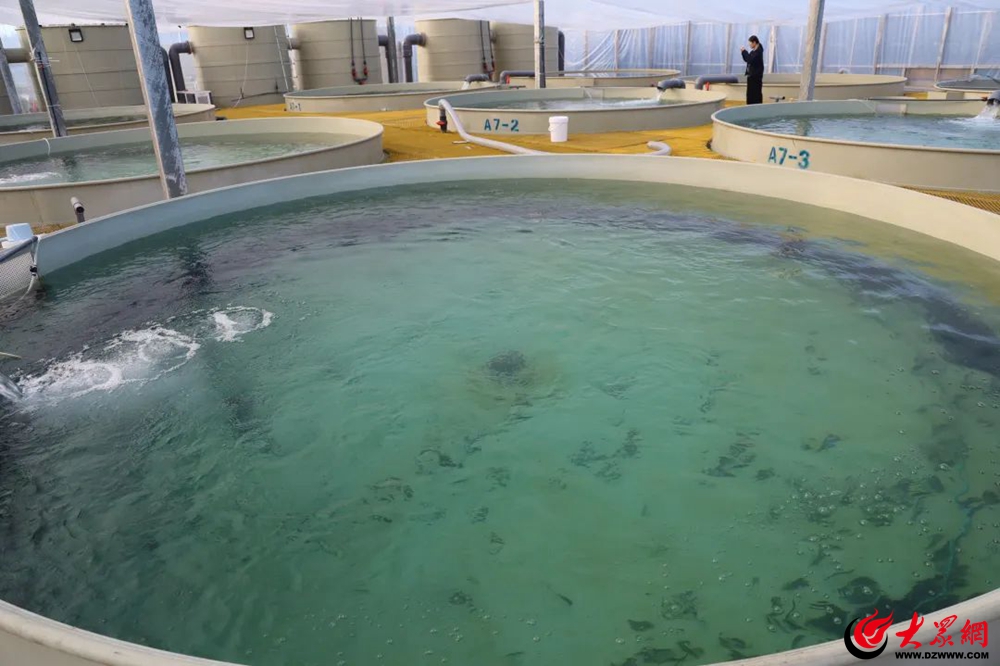 青岛西海岸新区大村镇：鱼苗投放正当时不遗“鱼”力赴振兴(图2)