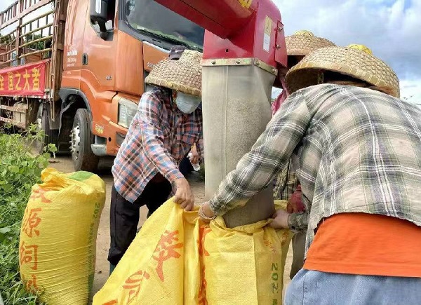 临高县2024杏彩体育年主推技术之生态水稻高产栽培基地喜获高产(图2)