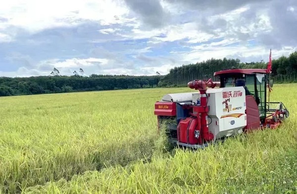 临高县2024杏彩体育年主推技术之生态水稻高产栽培基地喜获高产(图1)