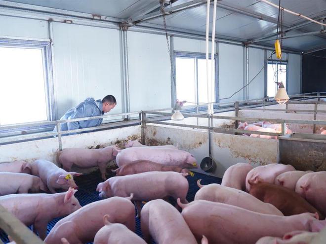 有专家预测2024年可能是“缺猪”的一年！养殖户请打好“翻身仗”(图1)