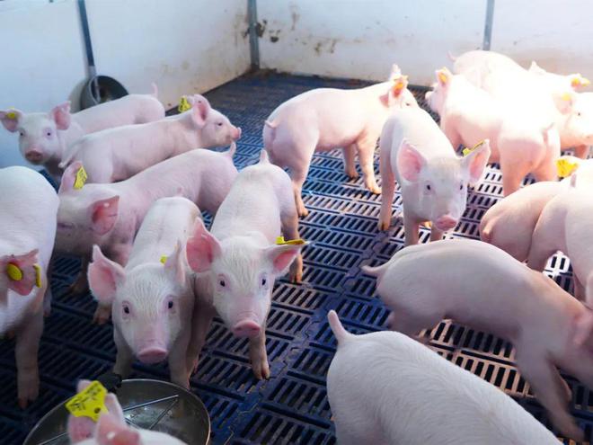 有专家预测2024年可能是“缺猪”的一年！养殖户请打好“翻身仗”(图2)