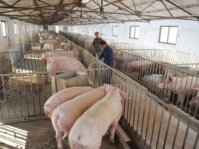 有专家预测2024年可能是“缺猪”的一年！养殖户请打好“翻身仗”(图3)