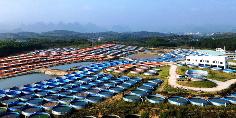 杏彩体育平台平桂区:陆基循环水养殖圆池助推渔业高质量发展(图1)