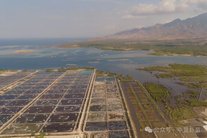 杏彩体育平台行业专家：2024年泰国对虾养殖业具有显著的成功和挑战！(图1)