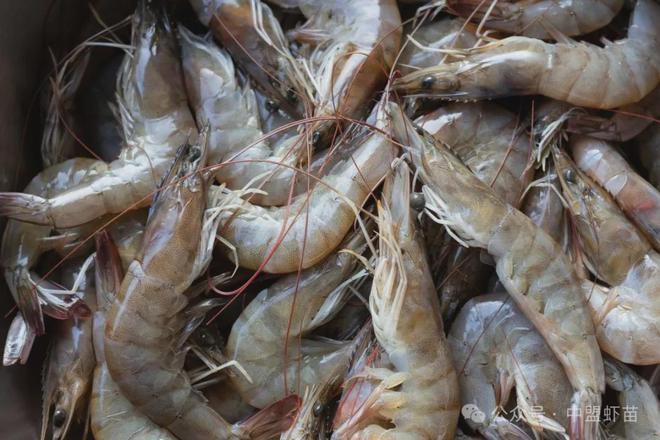 杏彩体育平台行业专家：2024年泰国对虾养殖业具有显著的成功和挑战！(图2)