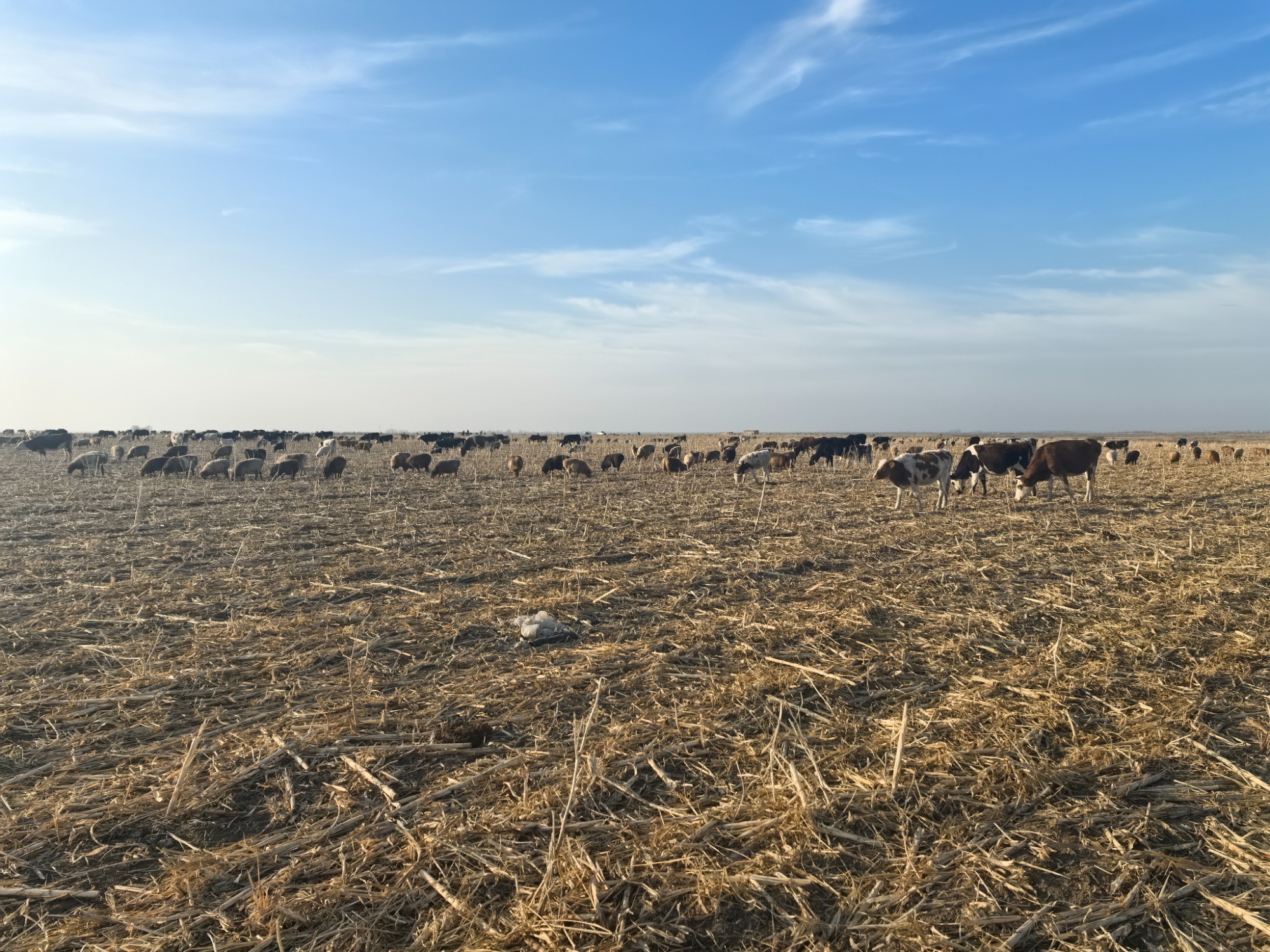 吉木萨尔：租地放牧算好生态经济“两本账”(图1)