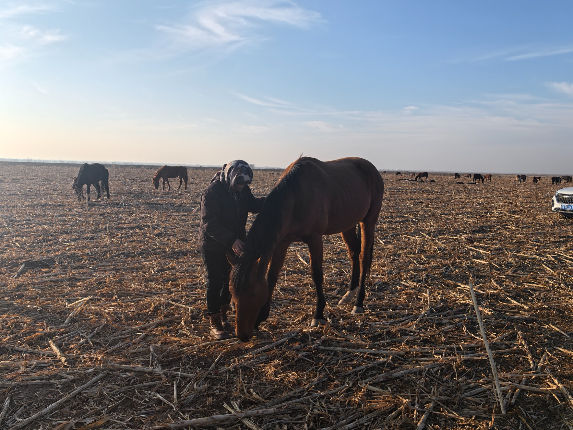 吉木萨尔：租地放牧算好生态经济“两本账”(图2)