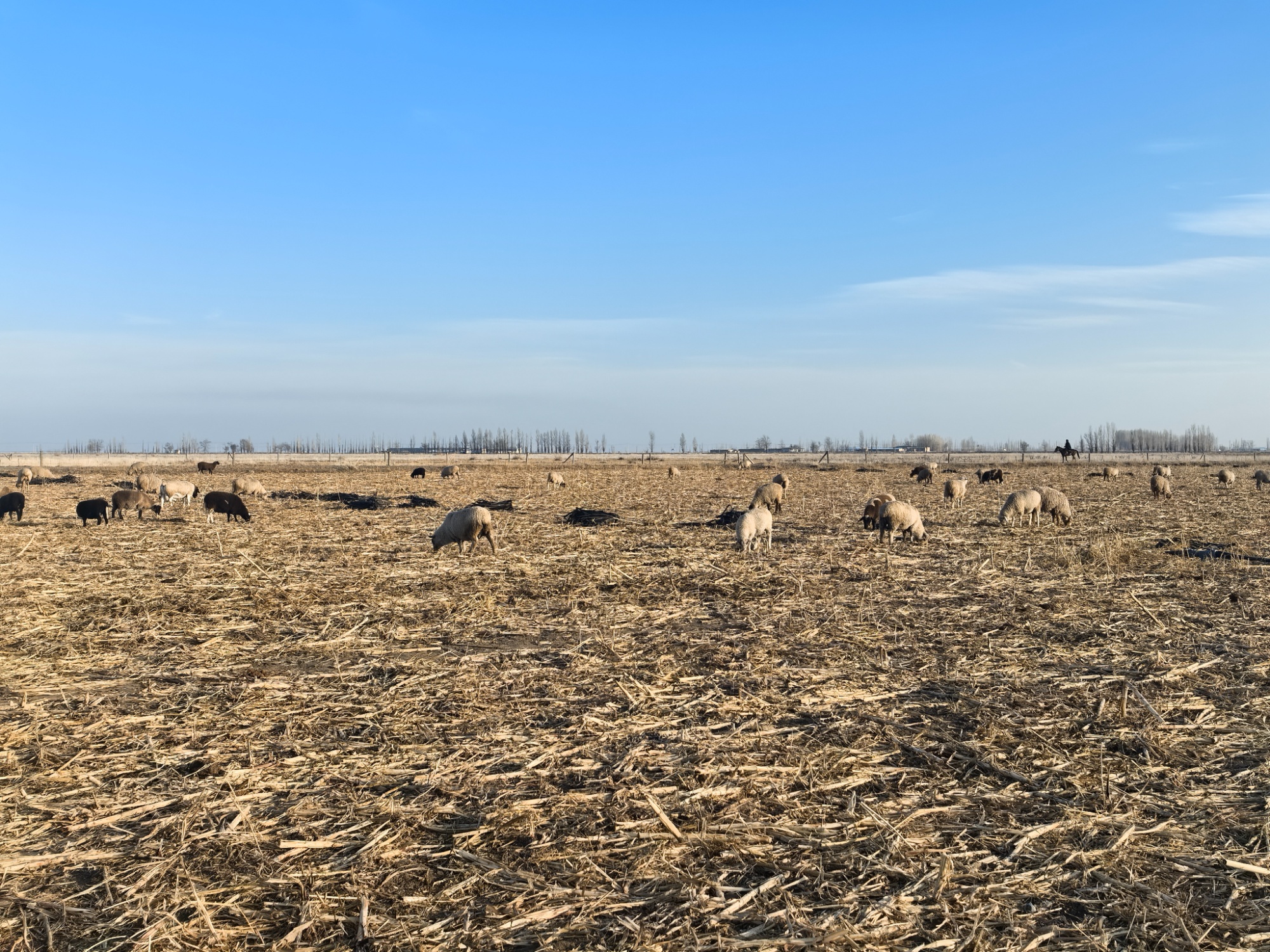 吉木萨尔：租地放牧算好生态经济“两本账”(图3)