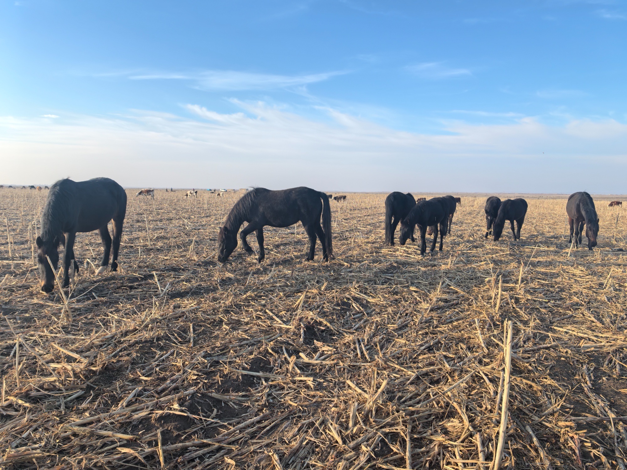 吉木萨尔：租地放牧算好生态经济“两本账”(图4)