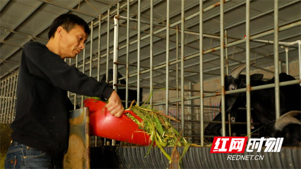 湖南江永：发展生态养殖模式铺就致富“羊”关道(图1)