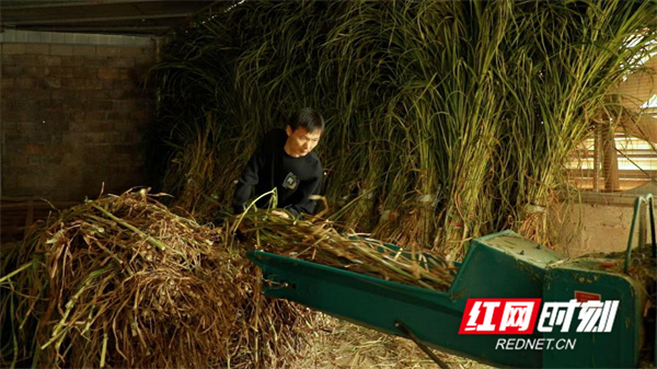 湖南江永：发展生态养殖模式铺就致富“羊”关道(图2)