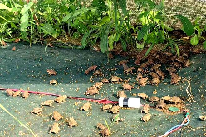 滨州+2!山东省中药材生态种植(养殖)园区培育单位名单公布(图2)