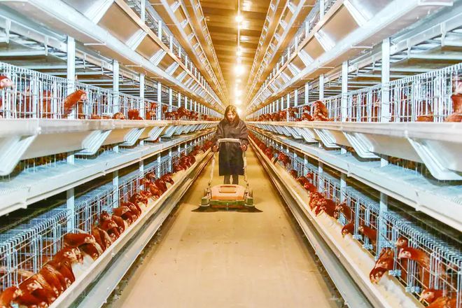 一二三物联网智慧养鸡舍环境监测方案：打造高效、环保养殖新生态(图1)