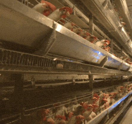 一二三物联网智慧养鸡舍环境监测方案：打造高效、环保养殖新生态(图3)