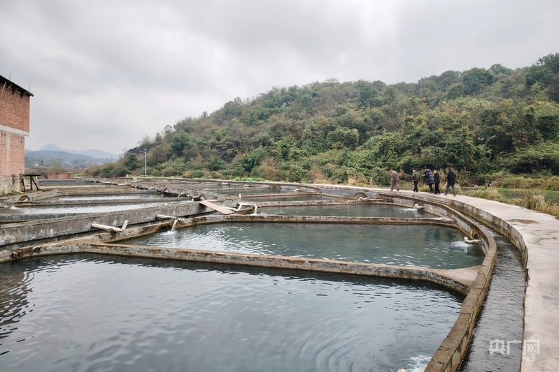 杏彩体育零陵:特色养殖“鲟”拓宽增收路(图1)
