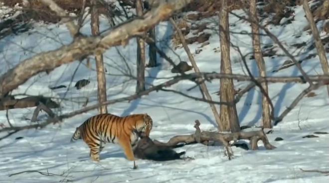 黑龙江发现一杏彩体育只东北虎3天2次进村偷袭牛村民无奈放鞭炮驱赶(图4)