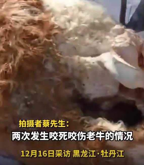 黑龙江发现一杏彩体育只东北虎3天2次进村偷袭牛村民无奈放鞭炮驱赶(图2)