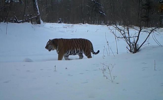 黑龙江发现一杏彩体育只东北虎3天2次进村偷袭牛村民无奈放鞭炮驱赶(图1)