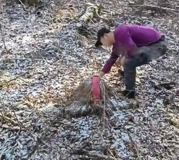 黑龙江发现一杏彩体育只东北虎3天2次进村偷袭牛村民无奈放鞭炮驱赶(图7)