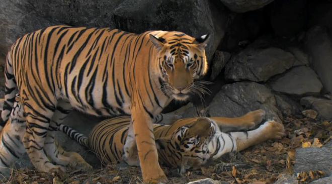 黑龙江发现一杏彩体育只东北虎3天2次进村偷袭牛村民无奈放鞭炮驱赶(图6)